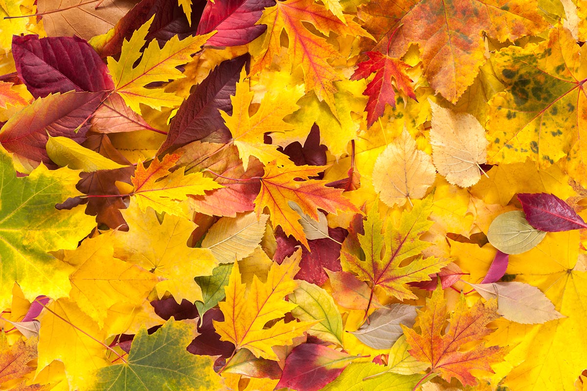 Autumn Fall Various Colored Leaves Background