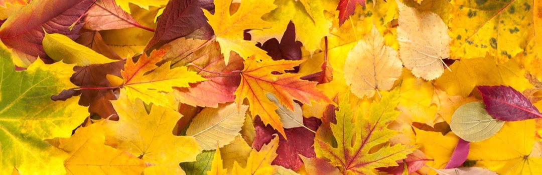 Autumn Fall Various Colored Leaves Background